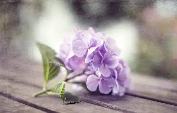 Macro, flowers, nature