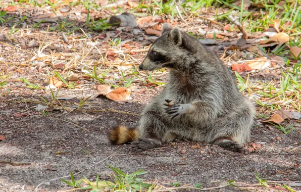 Picture nature, raccoon, sitting