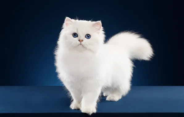 Picture cat, white, pose, British, blue eyes