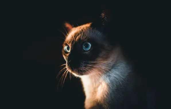 Cat, cat, look, face, black background, Siamese
