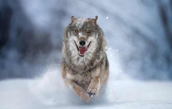 Picture winter, snow, wolf, the orderly forest, Mikhail Yezdakov