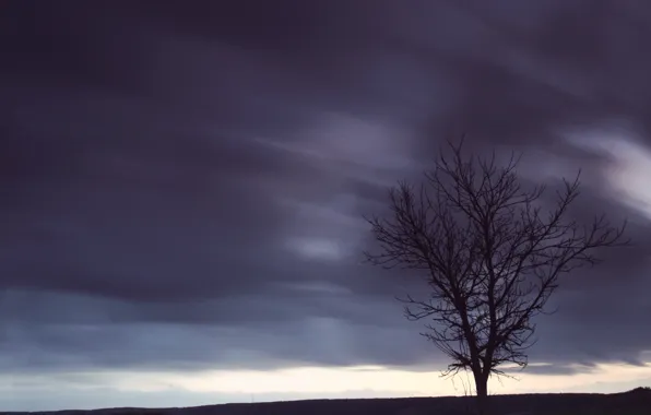 The sky, trees, dry
