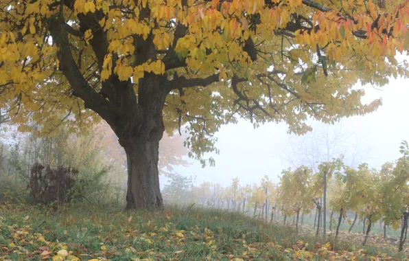 Picture Autumn, Trees, Fall, Foliage, Vineyard, Autumn, Colors, November