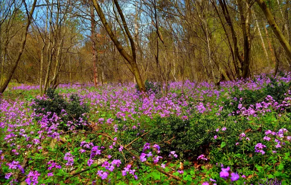 Spring, Glade, Spring, Flowering, Field, Flowering