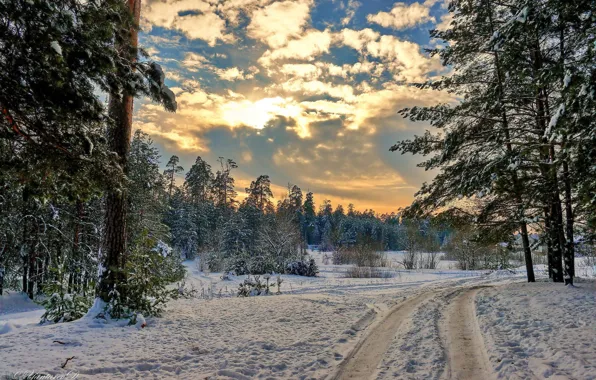 Picture winter, road, forest, snow, landscape, nature