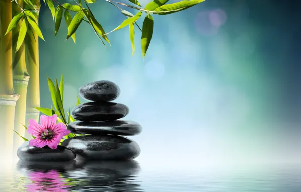 Picture flower, water, stones, bamboo, flower, water, orchid, stones