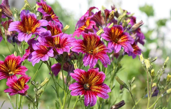 Summer, flowers, blooms, beautiful, Salpiglossis