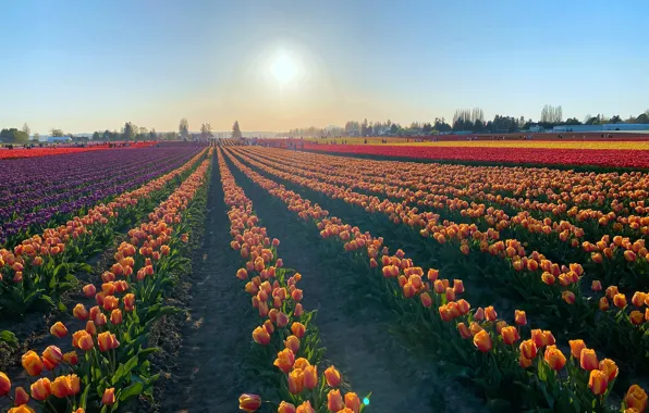 Field, the sky, the sun, light, flowers, blue, spring, purple