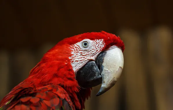 Animals, look, macro, eyes, bird, feathers, beak, parrot