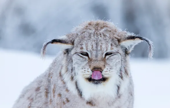 Winter, language, cat, face, snow, background, snow, portrait