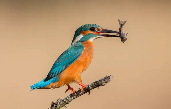 Picture background, bird, fish, branch, Kingfisher