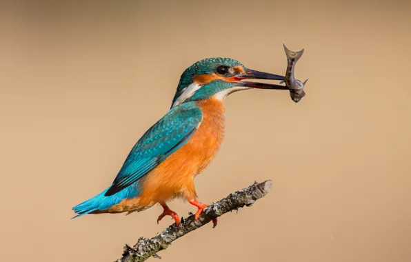 Background, bird, fish, branch, Kingfisher