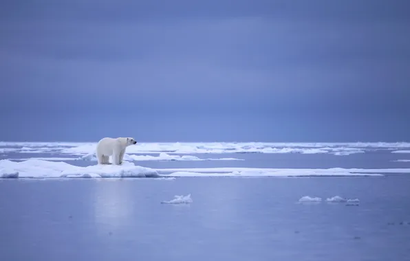 Nature, ice, polar bear