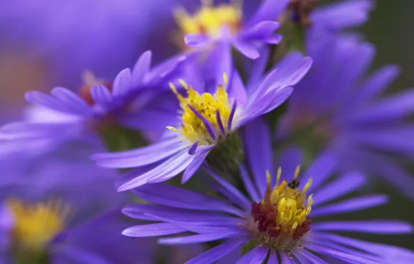 Flowers, nature, plant, petals