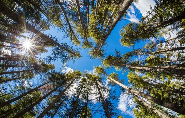 Picture forest, the sky, trees, trunks, tops