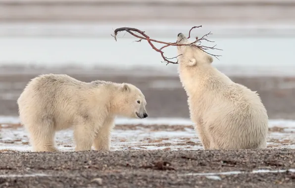 Picture branches, shore, the game, two, bear, pair, bear, polar bear