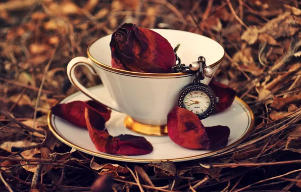 Picture autumn, grass, leaves, watch, rose, petals, Cup, red
