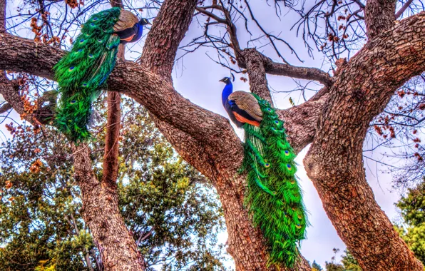 Picture trees, bird, bright, HDR, peacock, colorful