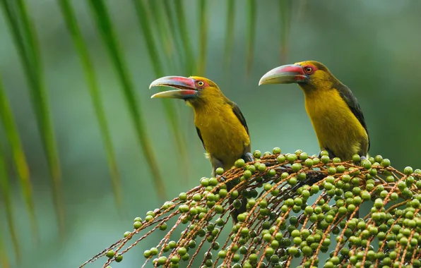 Bird, beak, Toucan, saffron aracari