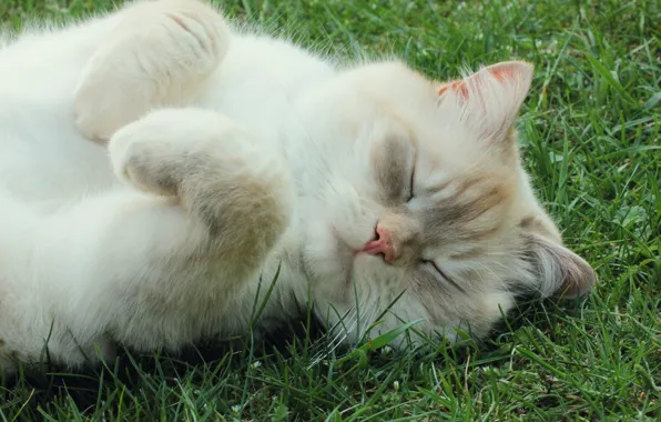 Cat, meadow, sleeping, kitty, Kota