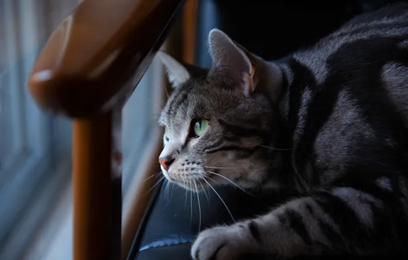 Cat, cat, look, face, light, pose, the dark background, grey