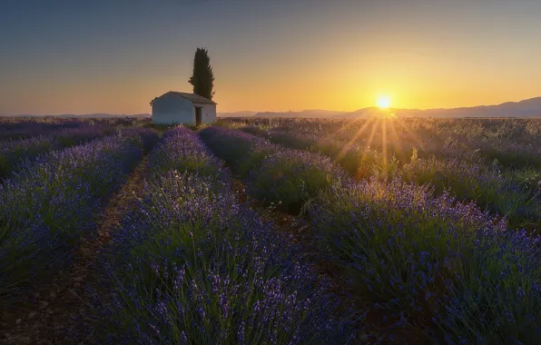 Summer, the sky, the sun, clouds, rays, light, sunset, flowers
