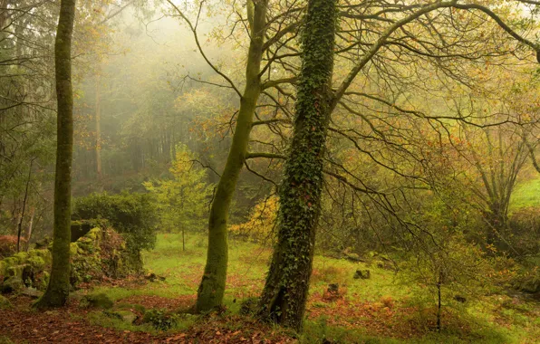 Greens, autumn, forest, leaves, trees, branches, nature, fog