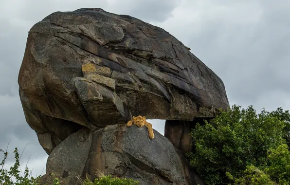 Picture Africa, Lions, big cats