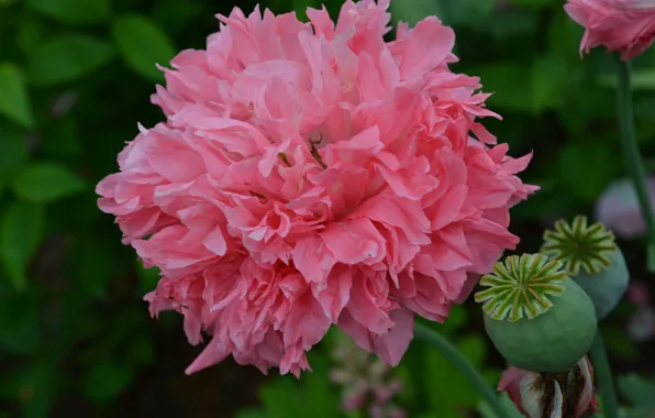 Picture summer, pink, Mac, August, cottage, Peony, peony, wonderful