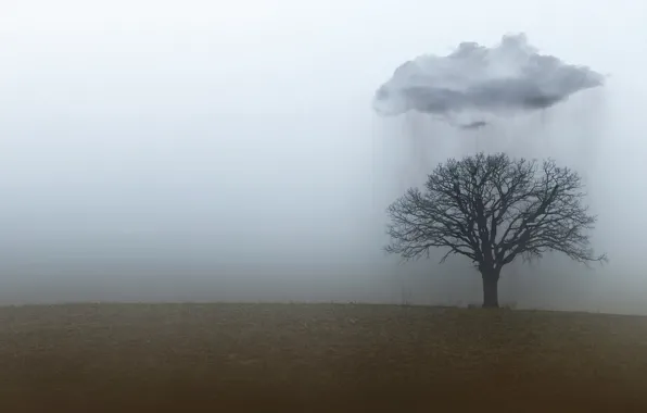 Picture rain, field, autumn, fog, trees
