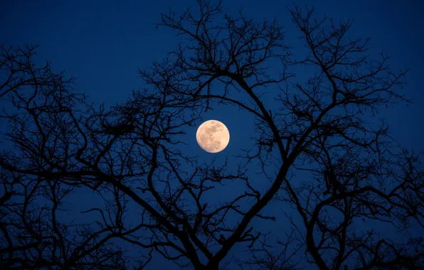 Picture the sky, trees, night, branches, nature, the moon, the full moon