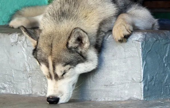 Each, stay, dog
