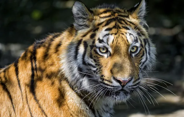 Picture cat, look, face, tiger, shadow, Amur, ©Tambako The Jaguar