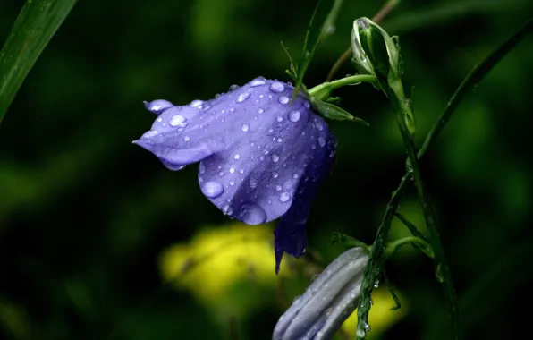 Flower, summer, leaves, drops, macro, flowers, Rosa, the dark background