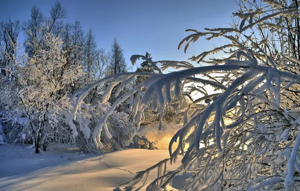 Winter, forest, snow, landscape