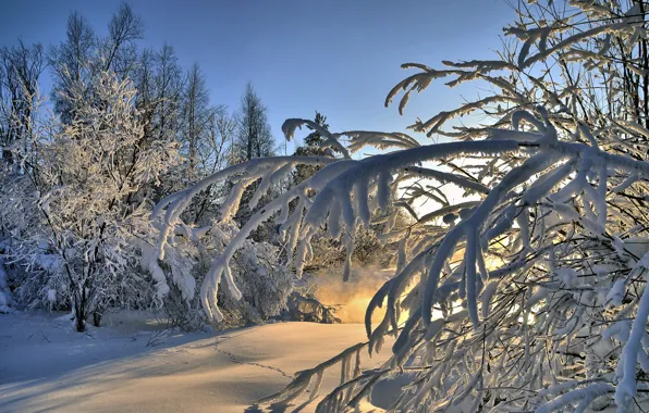 Picture winter, forest, snow, landscape