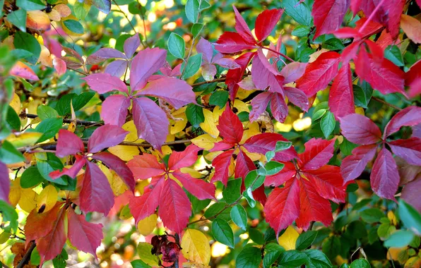 Autumn, leaves, macro, branches