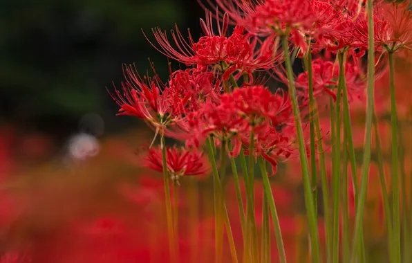 Field, flowers, meadow, exotic
