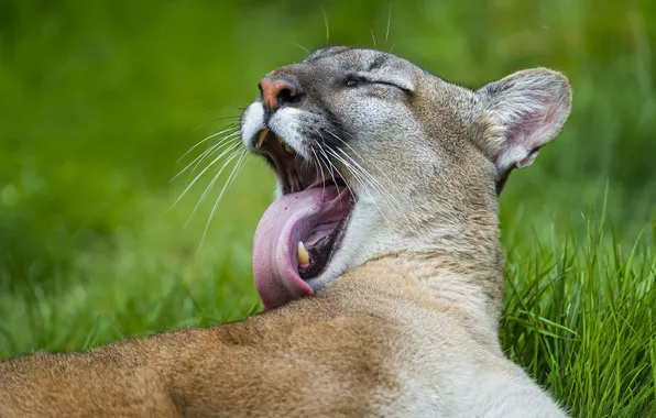 Language, cat, Puma, washing, mountain lion, Cougar, ©Tambako The Jaguar
