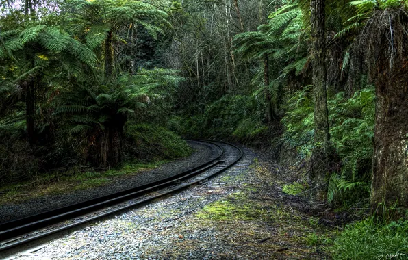 Trees, railroad, rainforest