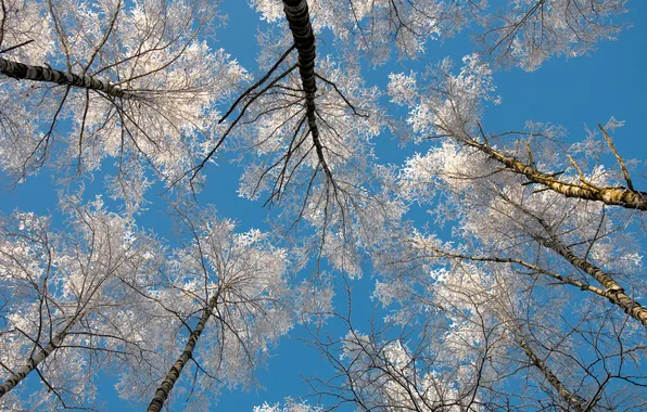 Picture winter, the sky, blue, birch, Winter sky