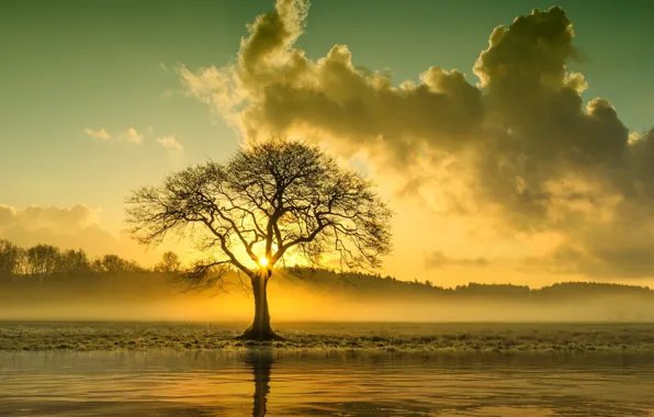TREE, The SKY, The SUN, CLOUDS, POND, CROWN