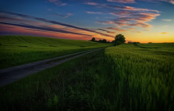 Road, greens, the sky, clouds, sunset, rye, ears, rye field