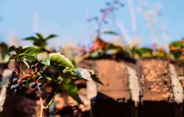 Nature, Leaves, Plant, Branch, Roof, Plants, Grapes, Nature