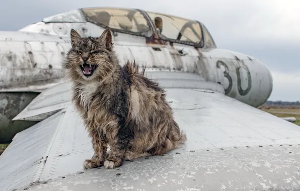 Cat, background, the plane