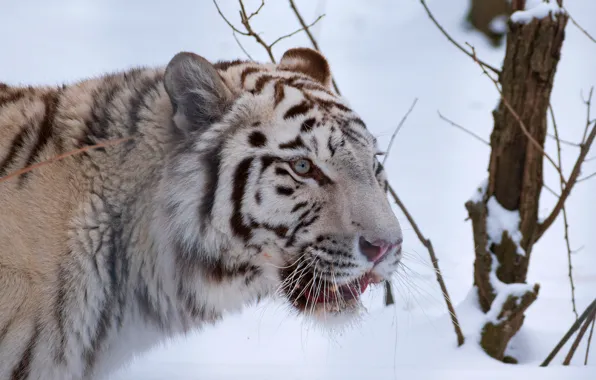 Winter, cat, white, look, face, snow, branches, nature