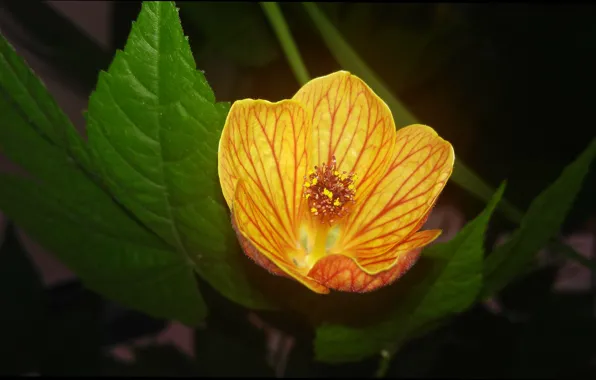 Picture Macro, Yellow flower, Yellow flower, Macro