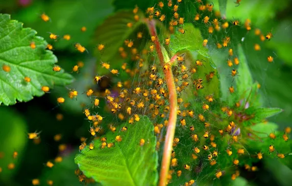 Picture Macro, Web, Insects, Green leaves, Green leaves