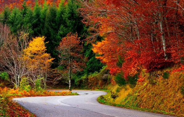 Picture road, autumn, forest, leaves, trees, nature, colors, colorful