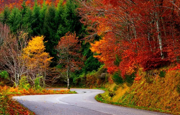 Road, autumn, forest, leaves, trees, nature, colors, colorful